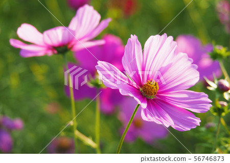 Autumn (Cosmos) 56746873