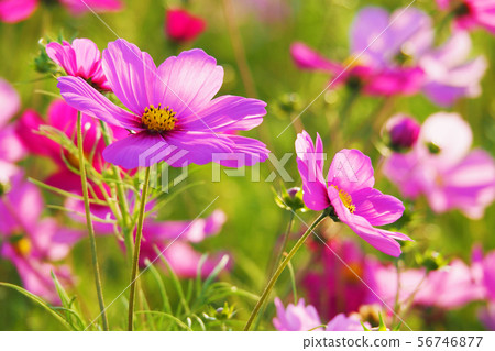 Autumn (Cosmos) 56746877