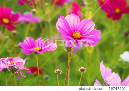 Autumn (Cosmos) 56747201