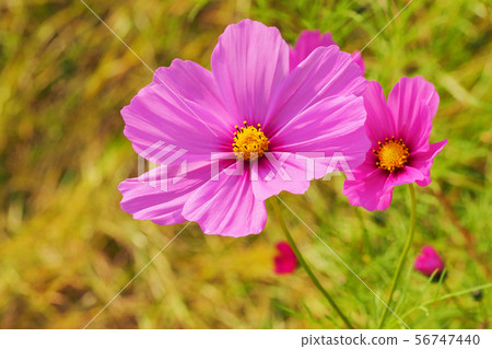 Autumn (Cosmos) Autumn (Cosmos) 56747440