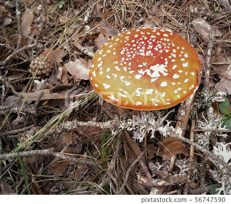 Red mushroom with white dots in the forest 56747590