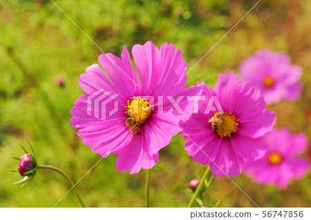 Autumn (Cosmos) 56747856