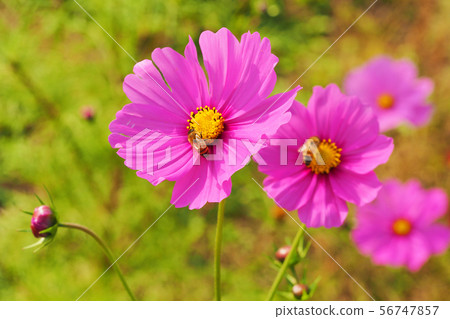 Autumn (Cosmos) 56747857