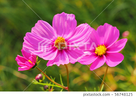 Autumn (Cosmos) 56748125