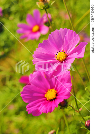 Autumn (Cosmos) 56748446
