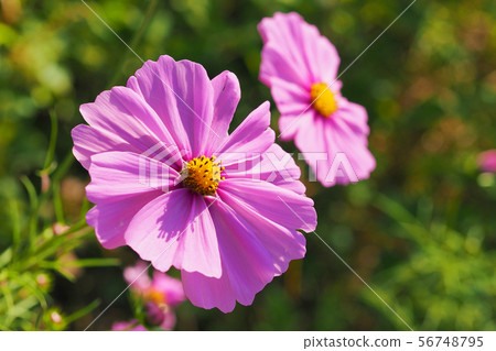 Autumn (Cosmos) 56748795