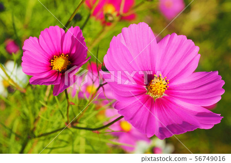 Autumn (Cosmos) 56749016