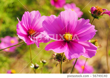Autumn (Cosmos) 56749140