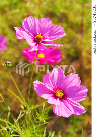 Autumn (Cosmos) Autumn (Cosmos) 56749236