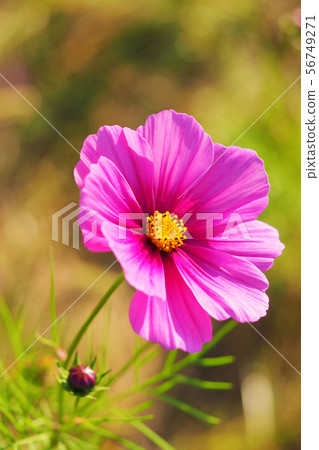 Autumn (Cosmos) 56749271