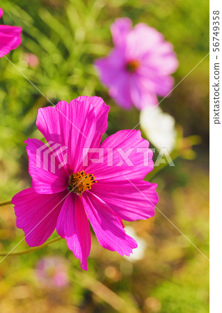Autumn (Cosmos) 56749358