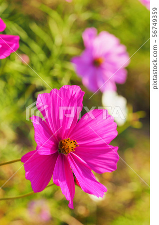 Autumn (Cosmos) 56749359