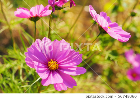Autumn (Cosmos) 56749360