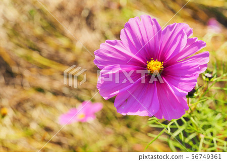 Autumn (Cosmos) 56749361