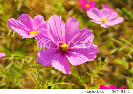 Autumn (Cosmos) 56749362