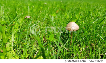 white inedible mushroom in the grass 56749694