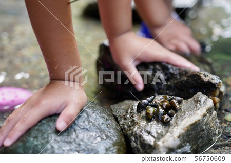 Snail collecting 56750609