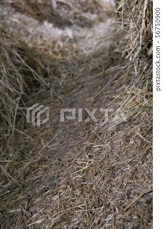 Haystack with hay path backdrop. Haystack with hay path backdrop. 56750900
