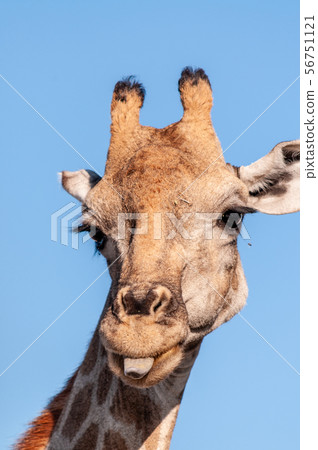 Closeup of a Giraffe head. 56751121