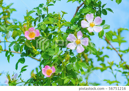 Pink Flowers of Rosa Multiflora Pink Flowers of Rosa Multiflora 56751216