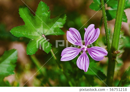 Flower of Common Mallow 56751218