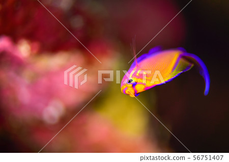 年輕的魚 56751407