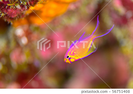 年輕的魚 年輕的魚 56751408