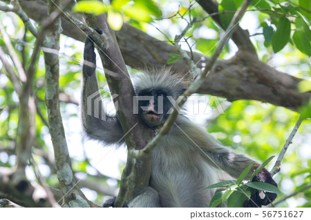 Red colobus Piliocolobus kirki monkey Zanzibar, Tanzania 56751627