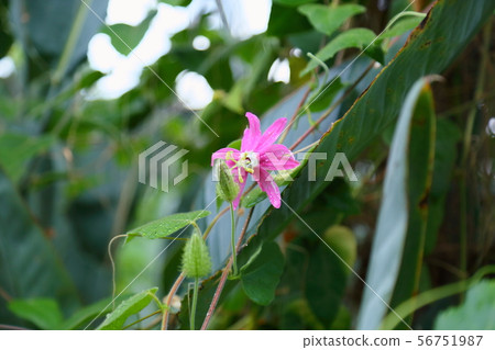 Passionflower flower passion Flora coqueenaire Passionflower flower passion Flora coqueenaire 56751987
