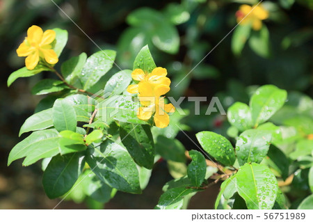 米老鼠樹花 56751989