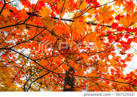 Hanamaki Onsenkyo, dyed in autumn colors 56752018