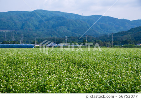 Buckwheat flowers near Takumi no Sato Mizukami-cho, Gunma Buckwheat flowers near Takumi no Sato Mizukami-cho, Gunma 56752077