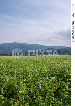 Buckwheat flowers near Takumi no Sato Mizukami-cho, Gunma 56752171