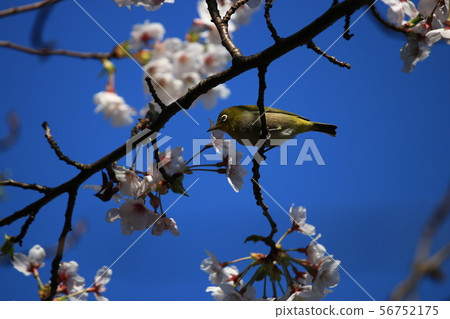 White-eye 56752175