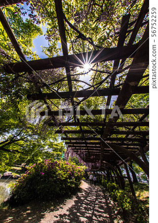 Fuji of Matsuto Green Park Fuji of Matsuto Green Park 56752259