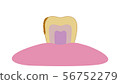 Internal image of yellowed and dirty teeth 56752279