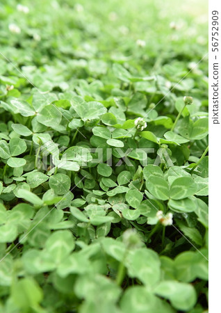 Agriculture Agriculture 56752909