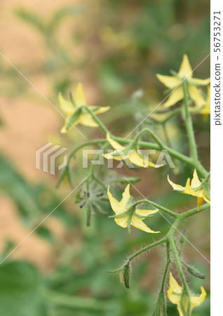 Agriculture  56753271