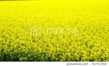 Rape field 56753390