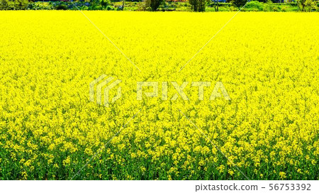 強姦領域 強姦領域 56753392