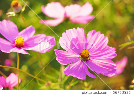 Autumn (Cosmos) 56753525