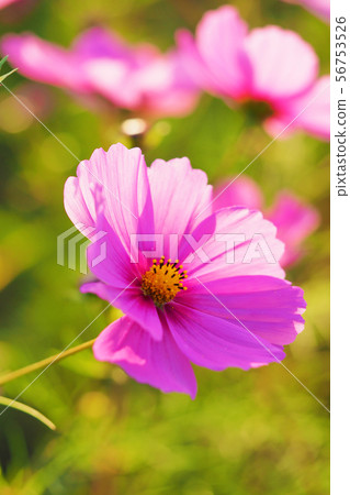 秋天（宇宙） 56753526