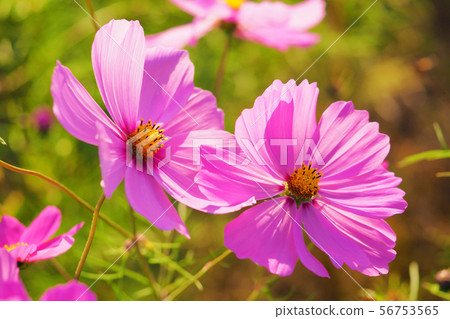 Autumn (Cosmos) 56753565