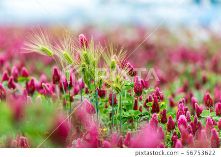 Hebeigata Crimson Clover 56753622