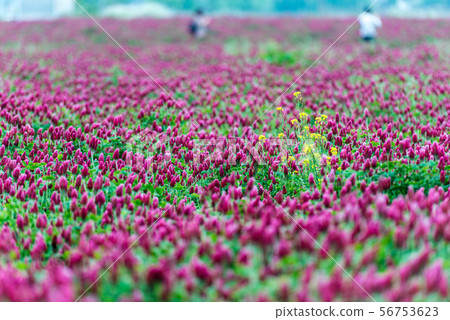 Hebeigata Crimson Clover 56753623