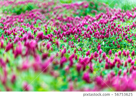 Hebeigata Crimson Clover 56753625