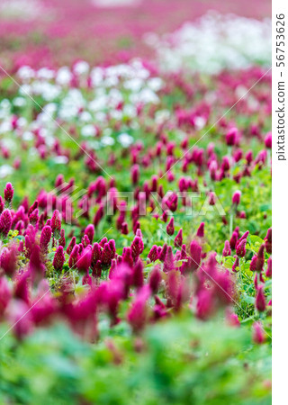 Hebeigata Crimson Clover Hebeigata Crimson Clover 56753626