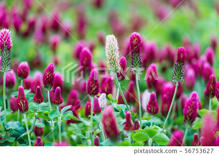 Hebeigata Crimson Clover 56753627