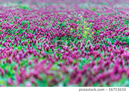 Hebeigata Crimson Clover 56753630