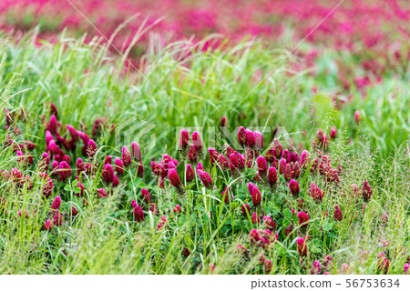 Hebeigata Crimson Clover 56753634